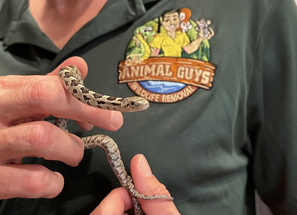 Animal Guys Humane Removal