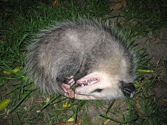 Dead Animal Removal