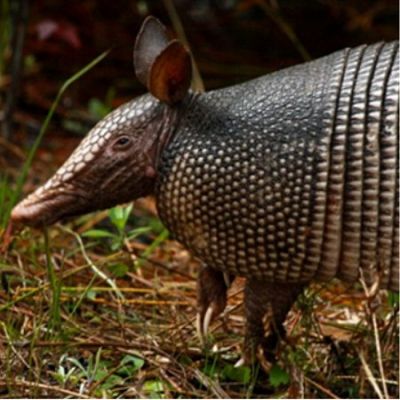 Armadillo Removal
