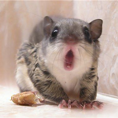 Flying Squirrel Removal