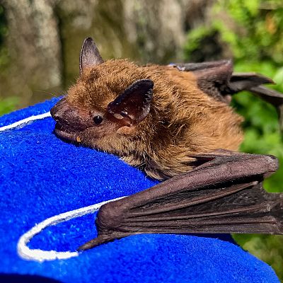 Bat Removal Services