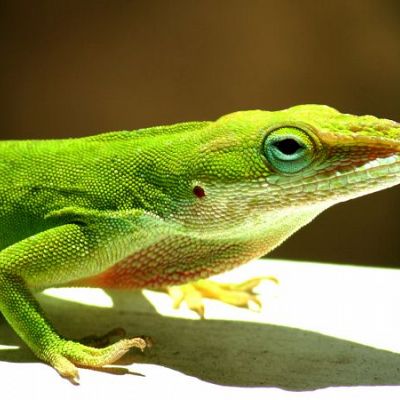 Professional Lizard Removal