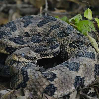 Snake Removal Services 