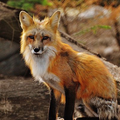 Fox Removal Services