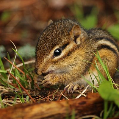Chipmunk Removal