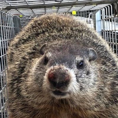 Groundhog Removal Services