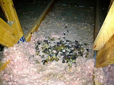 Problems and Damage Caused by Raccoons