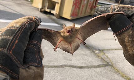 Bat Removal Service