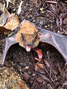 Bat Removal services