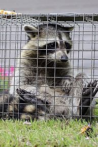Raccoon Removal Services
