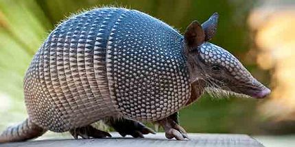 How to Recognize Armadillos?