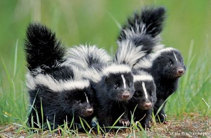Skunk Removal Services