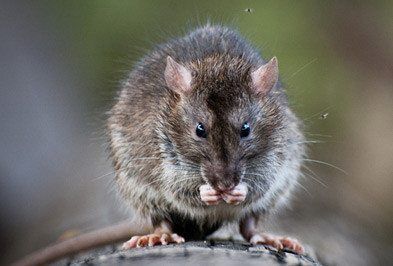 Rat Removal Service