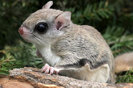 Flying Squirrel Removal