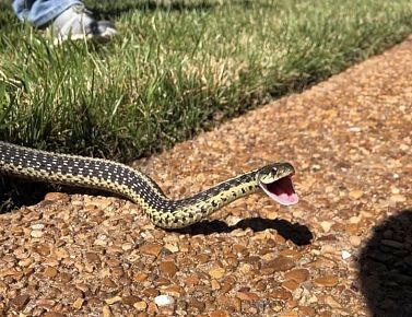 Snake Trapping and Removal
