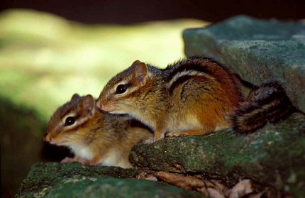 Chipmunk Removal