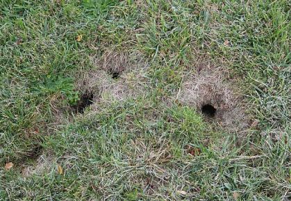 Chipmunk Damage