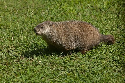 Groundhog Removal