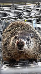 Groundhog Removal