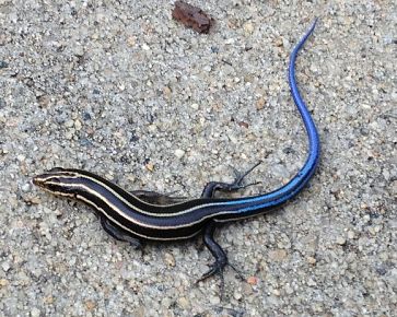 Identify and remove lizard from home