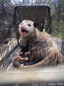 Opossum Trapping