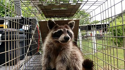 Raccoon Trapping