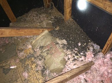 Problems and Damages caused by Bats
