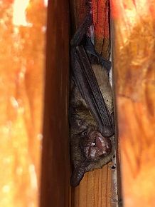 Prevention and Exclusions of Bats
