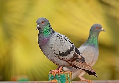 How to Identify Pigeons