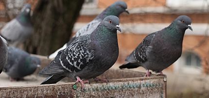 Bird Removal and Prevention