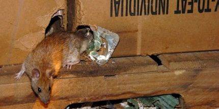 Problems and Damages caused by Rats