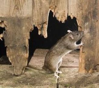Prevention and Exclusions of Rats