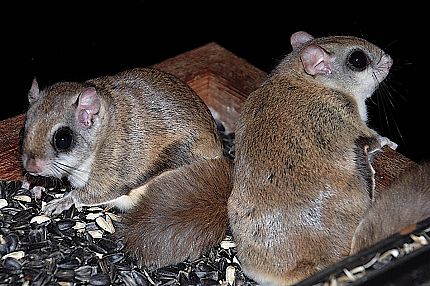 Flying Squirrel Removal
