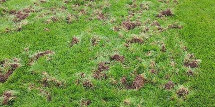 Problems and Damage caused by Skunk