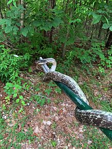 Snake Removal