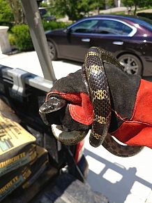 Snake Removal and Trapping