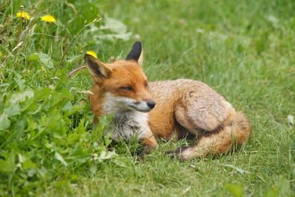 Fox Removal Services