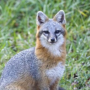 Fox Removal Services
