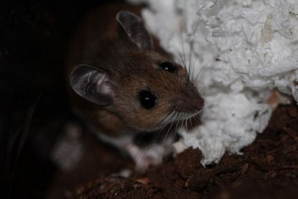 Mice Removal