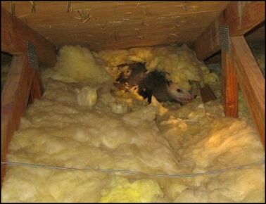 Problems and Damages Caused by Opossum