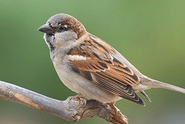 Identifying Sparrows