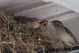 Sparrow Removal 