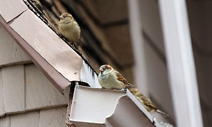Problems and Damages Caused by Sparrows