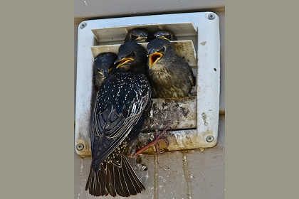 Bird Removal Services