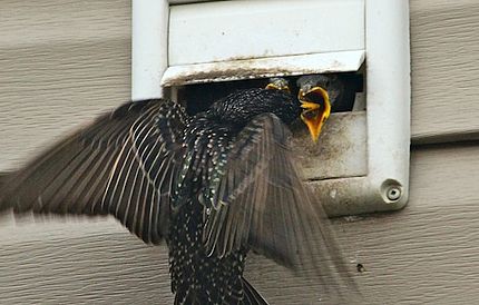 Bird Removal and Prevention