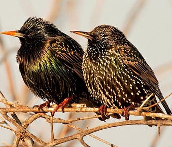 Professional Bird Removal Services